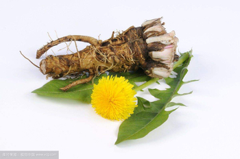 Efficacy and effects of dandelion extract